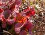 Sarracenia purpurea image