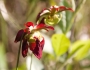 Sarracenia rubra image