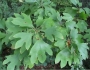Sassafras albidum image