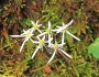 Saxifraga fortunei image