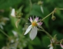 Saxifraga stolonifera image