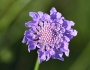 Scabiosa columbaria image