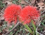 Scadoxus multiflorus image