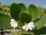 Scaevola plumieri image