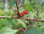 Schisandra chinensis image