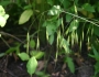 Schizachne purpurascens image