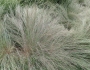 Schizachyrium scoparium image