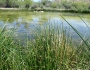 Schoenoplectus americanus image