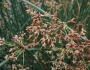 Schoenoplectus lacustris image