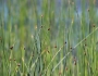 Schoenoplectus pungens image