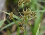 Scirpus atrovirens image