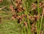 Scirpus cyperinus image