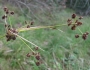 Scirpus georgianus image