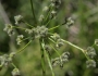 Scirpus microcarpus image