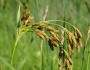Scirpus pendulus image