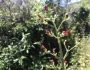 Scrophularia californica image