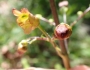 Scrophularia lanceolata image