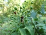Scrophularia marilandica image