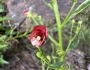 Scrophularia nodosa image
