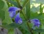 Scutellaria galericulata image