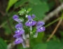 Scutellaria incana image