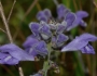 Scutellaria integrifolia image