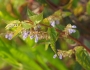 Scutellaria lateriflora image