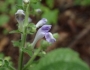 Scutellaria ovata image