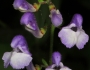 Scutellaria serrata image
