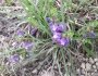 Scutellaria wrightii image