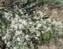 Ceanothus pauciflorus image