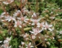 Sedum album image