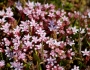 Sedum anglicum image