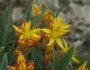Sedum lanceolatum image
