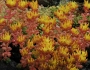 Sedum oreganum image