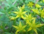 Sedum sarmentosum image