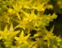 Sedum sexangulare image
