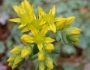 Sedum spathulifolium image