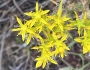 Sedum stenopetalum image