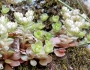 Sedum ternatum image