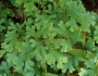 Selaginella apoda image