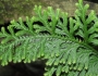 Selaginella moellendorffii image