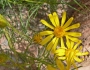 Senecio flaccidus image