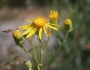Senecio flaccidus var. douglasii image