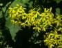 Senecio tamoides image