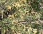 Senegalia greggii image
