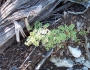 Senegalia roemeriana image