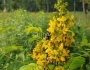 Senna hebecarpa image
