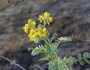 Senna lindheimeriana image