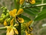 Senna marilandica image